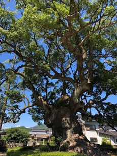 giant-Camphor-tree-takeo