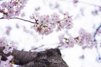 Cherry-Blossoms_dance-Japanese