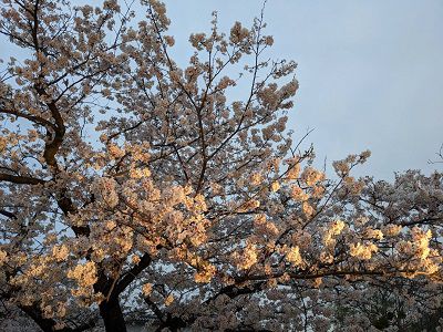fukuoka-cherry-blossoms-2023