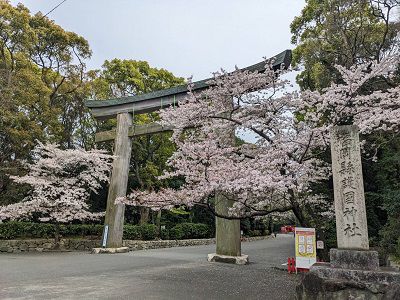 fukuoka-shrine-sakura