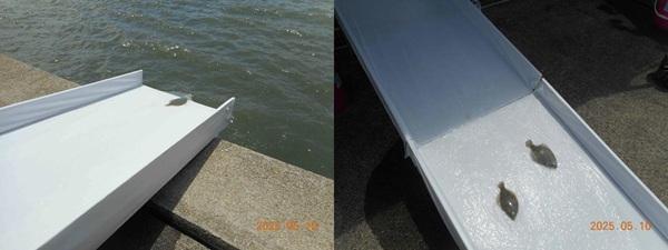 Releasing-flatfish-Japan