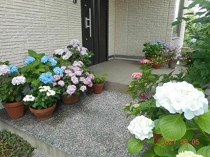 Hydrangea-Japan-yamamoto