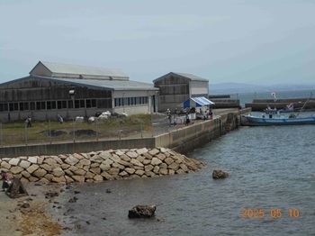 Intermediate Rearing of Flounder – Japonin Japanese Blog