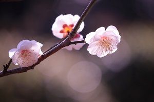 Japanese-apricot