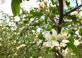 apple-blossoms