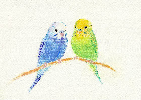 budgerigar