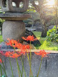 Red Spider Lily Learn Japanese Online Joi Teachers Blog