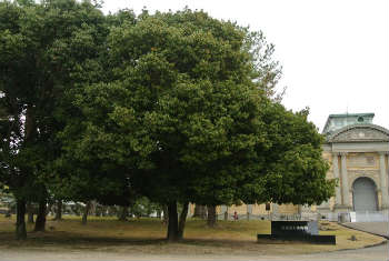 Nara park trees