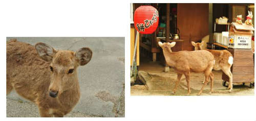 deer biscuits