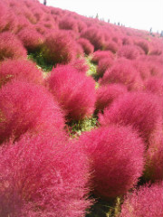 kochia