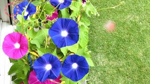 morning-glory-market