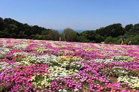nokonoshima-livingstone-daisies