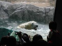 polar-bear-hokkaido