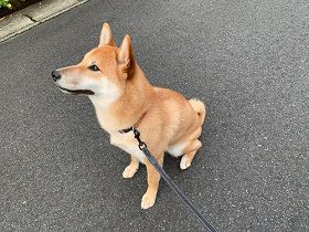 shiba-inu