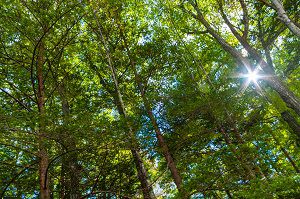 Sounds for Falling Asleep – Japonin Japanese Blog