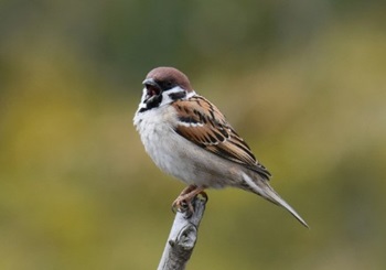 Sparrows in Japan – Japonin Japanese Blog