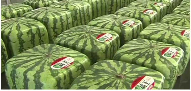 square watermelon