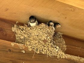 swallow-tsubame-japan