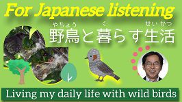 My daily life with wild birds