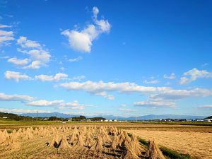 japanese-rice-harvest