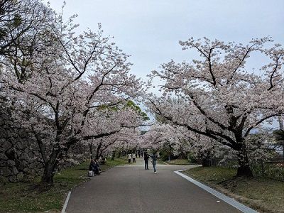 fukuoka-sakura-2023