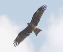 a black kite